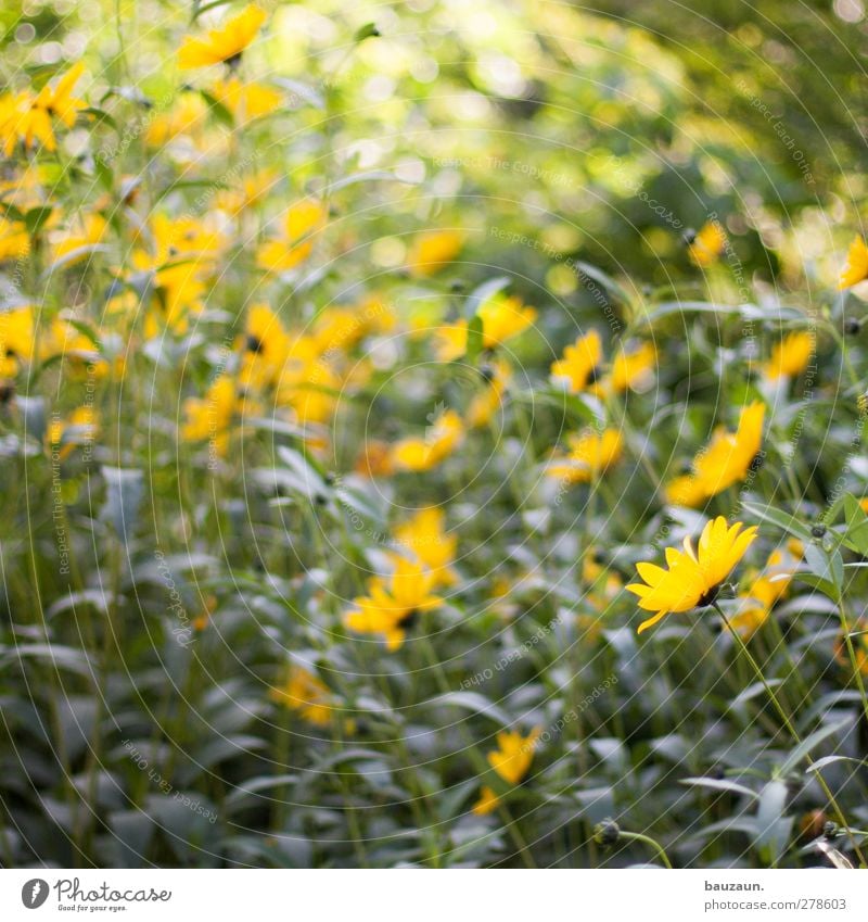 gelb. Natur Pflanze Frühling Sommer Schönes Wetter Blume Blüte Garten Blühend Duft Fröhlichkeit natürlich grün Frühlingsgefühle Farbfoto Außenaufnahme