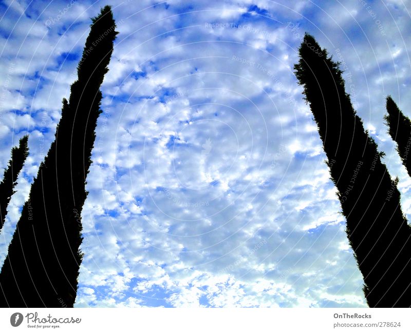 Toskanische Wolken Umwelt Natur Luft Himmel nur Himmel Gewitterwolken Schönes Wetter Sturm Baum Ferne Unendlichkeit hoch schön natürlich blau weiß friedlich