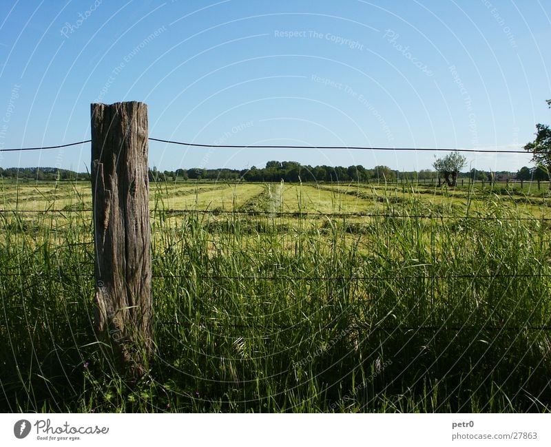 Frühlingswiese Wiese Horizont Draht Zaun Gras Rasen grün Pfosten Himmel blau Sonne