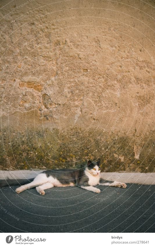 Siesta Dorf Mauer Wand Dorfstraße Straßenrand Haustier Katze 1 Tier liegen authentisch Zufriedenheit Gelassenheit einzigartig Stadt Tarnung Erholung Begrenzung