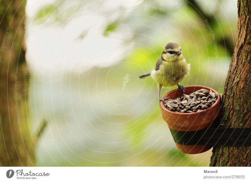 Kleine Meise Natur Landschaft Schönes Wetter Baum Garten Tier Vogel 1 Essen frei Fröhlichkeit Zufriedenheit Tierliebe Farbfoto Außenaufnahme Textfreiraum links