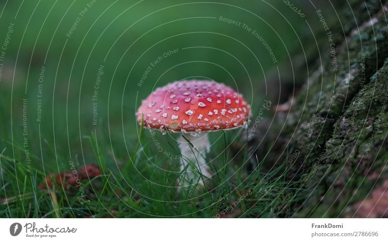 Fliegenpilz Natur Pflanze Wildpflanze rot Konzentration Farbfoto Außenaufnahme Menschenleer Schwache Tiefenschärfe Froschperspektive