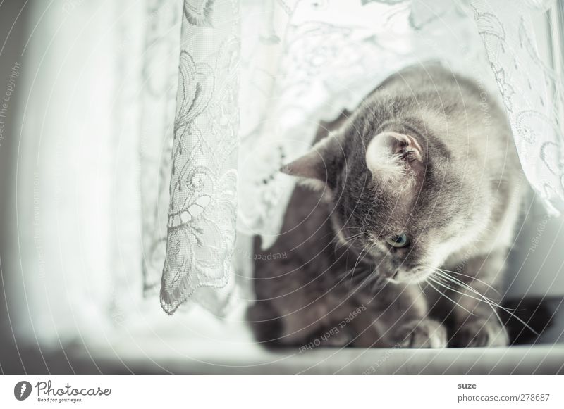 Nanu?! Tier Fenster Fell Haustier Katze 1 sitzen authentisch hell kuschlig Neugier niedlich weich grau Hauskatze sanft Gardine Fensterbrett tierisch Katzenkopf