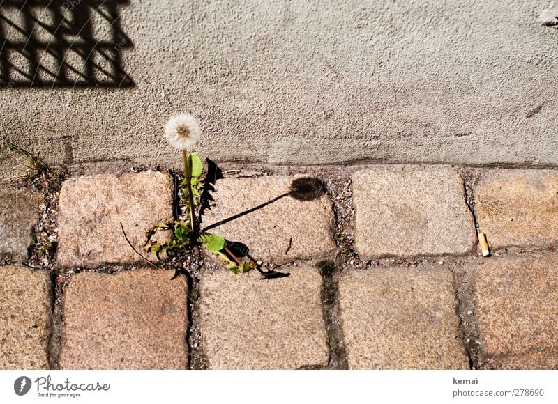 Bodenständige Sonnenuhr Umwelt Natur Pflanze Sommer Schönes Wetter Blüte Grünpflanze Wildpflanze Löwenzahn Stadt Stadtzentrum Mauer Wand Blühend Wachstum