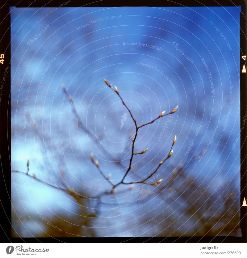 Draußen Umwelt Natur Pflanze Frühling Baum Zweig Blattknospe Wachstum frisch natürlich Farbfoto Außenaufnahme