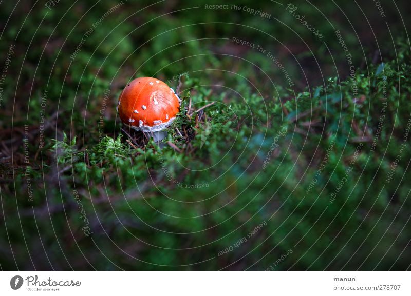 Pilz Natur Herbst Moos Fliegenpilz Waldboden Wachstum klein Gift Farbfoto Außenaufnahme Menschenleer Textfreiraum rechts Textfreiraum unten Tag Licht Schatten