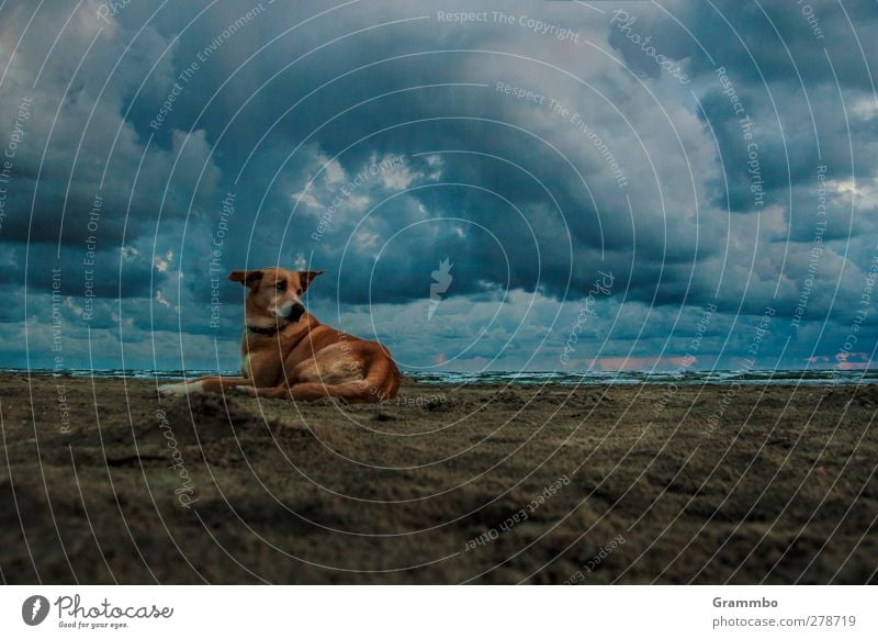 Lilli sucht die Sonne Sommer Sommerurlaub Strand Meer Insel Wellen Sand Luft Wasser Himmel Wolken Sonnenaufgang Sonnenuntergang Herbst Küste Nordsee Tier