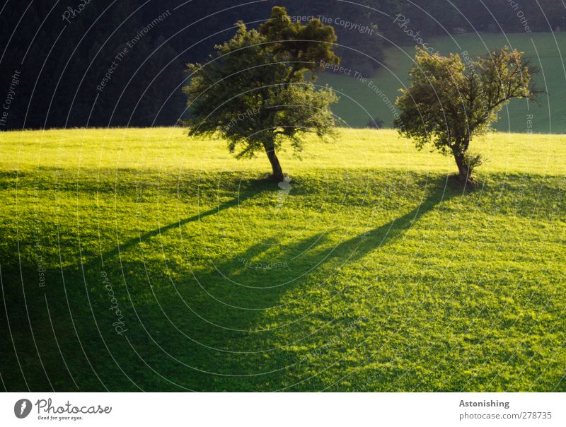 zwei Bäume Umwelt Natur Landschaft Pflanze Erde Sonne Sommer Schönes Wetter Wärme Baum Gras Wiese Wald Hügel gelb grün schwarz 2 Blatt Baumkrone lange schatten