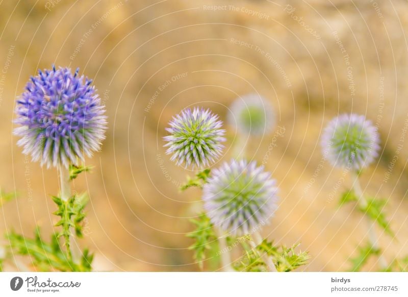 stachelige Schönheiten Natur Sommer Blüte Wildpflanze Distel Blühend leuchten ästhetisch exotisch rund schön gelb grün violett Leben Duft Farbe