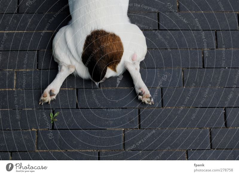 Was fehlt denn..? Tier Haustier Hund 1 Stein liegen braun grau weiß Pflastersteine Beine Pfote Schwanz fehlen Pause Fell Fuge Farbfoto Außenaufnahme