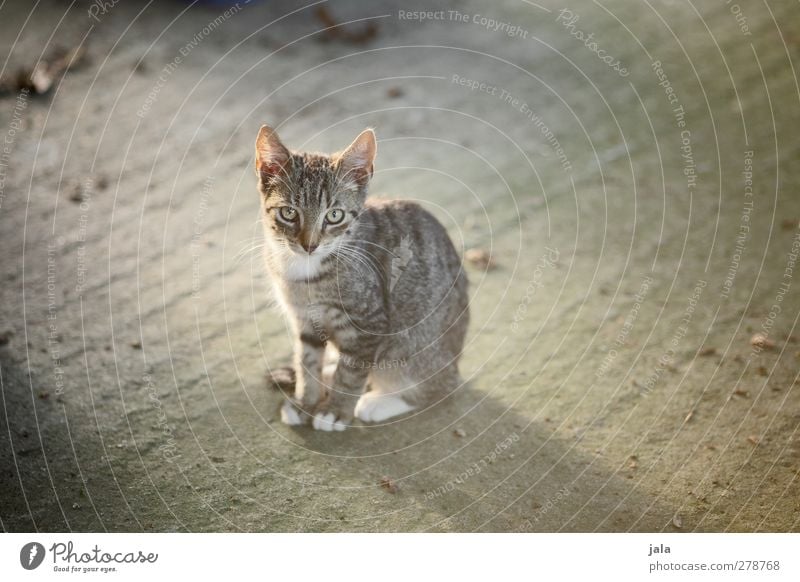 mauz Tier Haustier Katze 1 Blick sitzen Farbfoto Außenaufnahme Menschenleer Textfreiraum links Textfreiraum rechts Textfreiraum unten Hintergrund neutral Tag