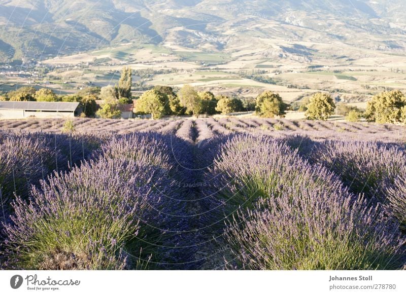 Lavendelfeld Kräuter & Gewürze Sommerurlaub Natur Landschaft Pflanze Schönes Wetter Sträucher Nutzpflanze Feld Berge u. Gebirge Duft genießen verblüht violett