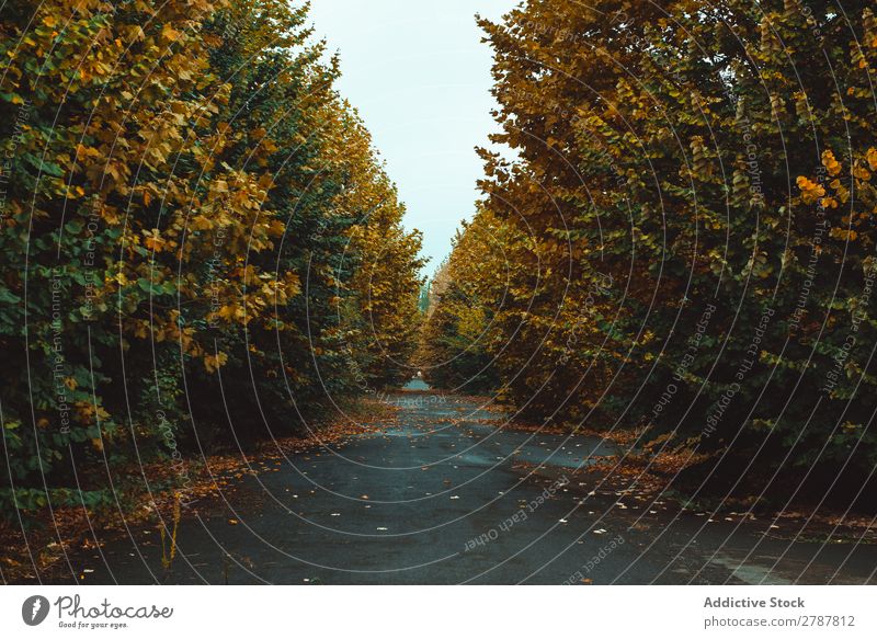 Asphaltstraße zwischen Herbstwald Straße Wald Landschaft Wege & Pfade Baum Blatt gelb grün Aussicht Pflanze rennen Natur Fußweg Gang Jahreszeiten Wetter Stille