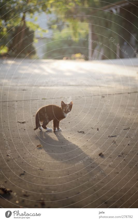 noch ne mauz Pflanze Tier Haustier Katze 1 Tierjunges Blick Farbfoto Außenaufnahme Menschenleer Textfreiraum unten Tag Licht Schatten Gegenlicht Tierporträt