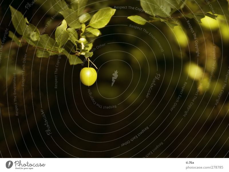 Sommerfrucht Frucht Pflaume Pflaumenbaum Kricke Baum Sträucher Garten hocken Wachstum klein lecker Farbfoto Gedeckte Farben Außenaufnahme Nahaufnahme