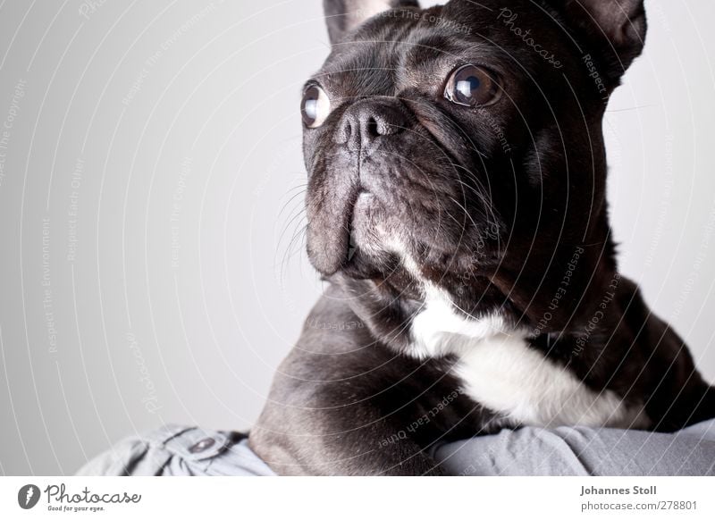 Hundeaugen II Tier Haustier 1 Blick niedlich schwarz Tierliebe Sehnsucht Farbfoto Studioaufnahme Blitzlichtaufnahme Tierporträt Halbprofil Wegsehen