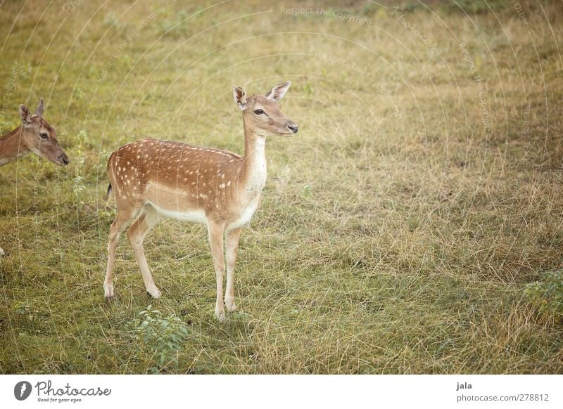 hello deer Natur Landschaft Pflanze Gras Wiese Tier Wildtier Reh Hirschkuh 2 natürlich braun grün Farbfoto Außenaufnahme Menschenleer Textfreiraum rechts