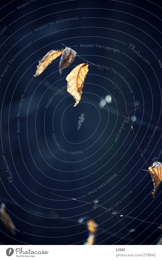 zweig Pflanze Herbst Baum Ast Zweig Blatt Wald gelb schwarz Außenaufnahme Detailaufnahme Menschenleer Hintergrund neutral Abend Schwache Tiefenschärfe