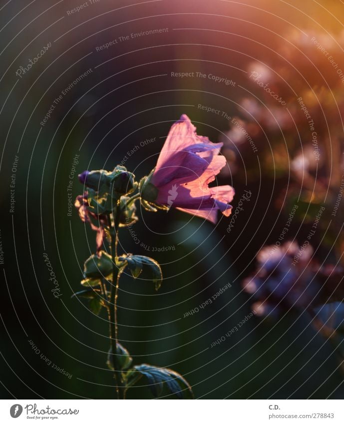 Sommerblume Pflanze Blume Blatt Blüte Blühend ästhetisch Duft mehrfarbig rosa Verlauf Lichtspiel Farbfoto