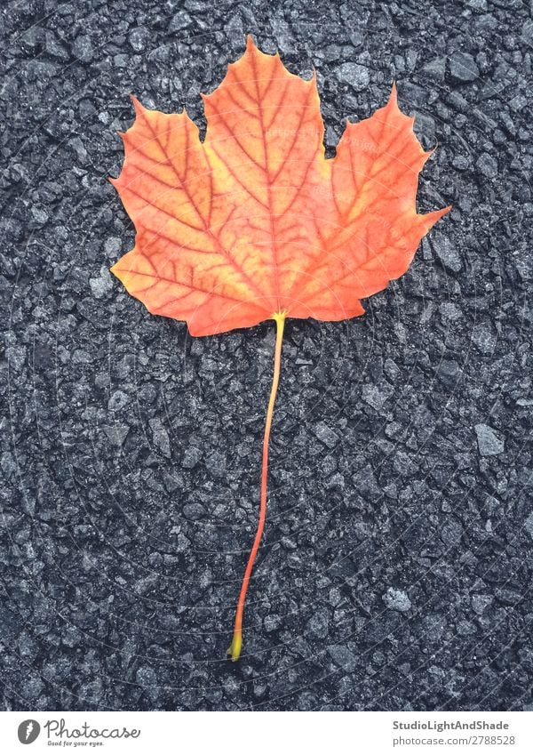 Buntes Ahornblatt schön Natur Herbst Blatt Felsen Stadt Straße Stein dunkel hell gelb grau rot schwarz Farbe Asphalt fallen gefallen farbenfroh bunt orange