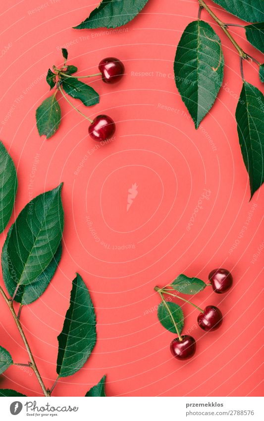 Blätter, Beeren vom Kirschbaum auf rotem Hintergrund Frucht Dessert Stil Sommer Blatt Sammlung einfach frisch hell saftig grün rosa Kirsche Zusammensetzung