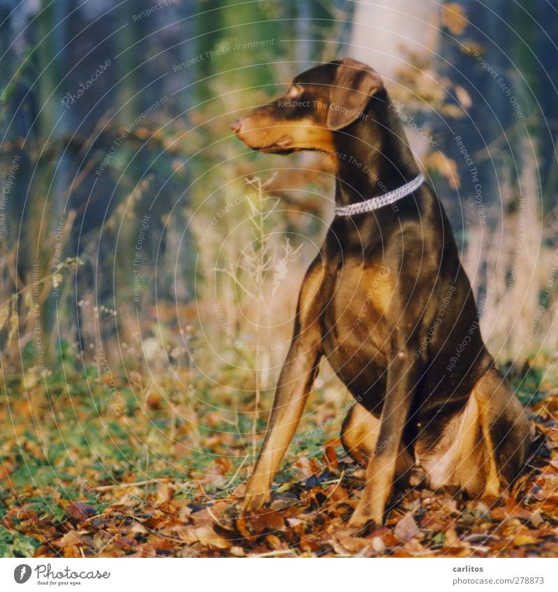 Mädchen im Gegenlicht kann ich nicht .... Natur Tier Haustier Hund 1 beobachten sitzen ästhetisch muskulös braun silber Sicherheit Treue elegant Energie