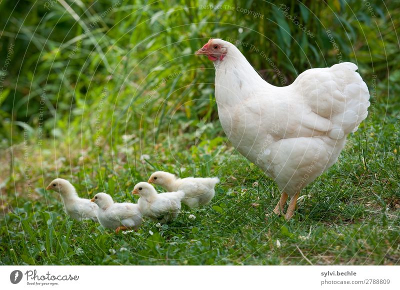 Glucke und ihre Küken Umwelt Natur Tier Frühling Sommer Pflanze Gras Sträucher Garten Wiese Nutztier Haushuhn Tiergruppe Tierjunges Tierfamilie entdecken laufen