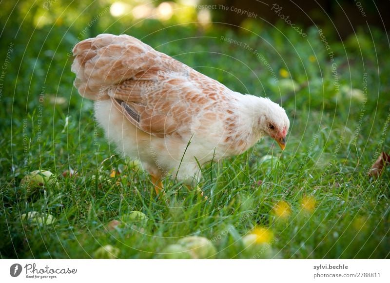 Junghenne Umwelt Natur Pflanze Tier Herbst Gras Garten Wiese Nutztier Flügel Haushuhn 1 Tierjunges beobachten laufen braun grün weiß Tierliebe Neugier Wyandotte