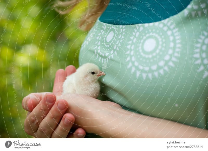 kleines Küken Mensch feminin Junge Frau Jugendliche Leben Natur Pflanze Tier Frühling Sträucher Garten Haushuhn Legehenne Tierjunges sitzen niedlich grün Schutz