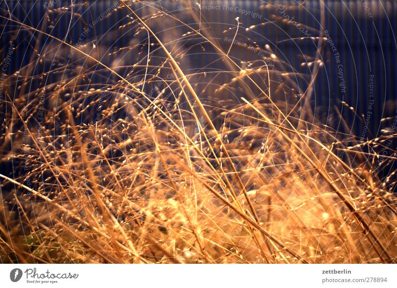 Gras Natur Landschaft Pflanze Frühling Sommer Klima Klimawandel Wetter Schönes Wetter Sträucher Grünpflanze Nutzpflanze gut schön Grasbüschel Halm Unterholz