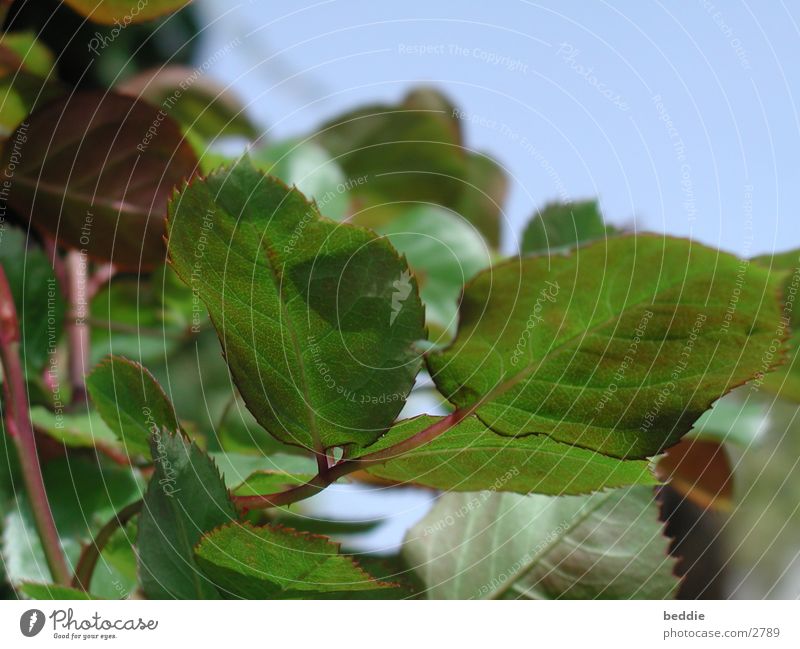 Rosenblätter Blatt Stengel