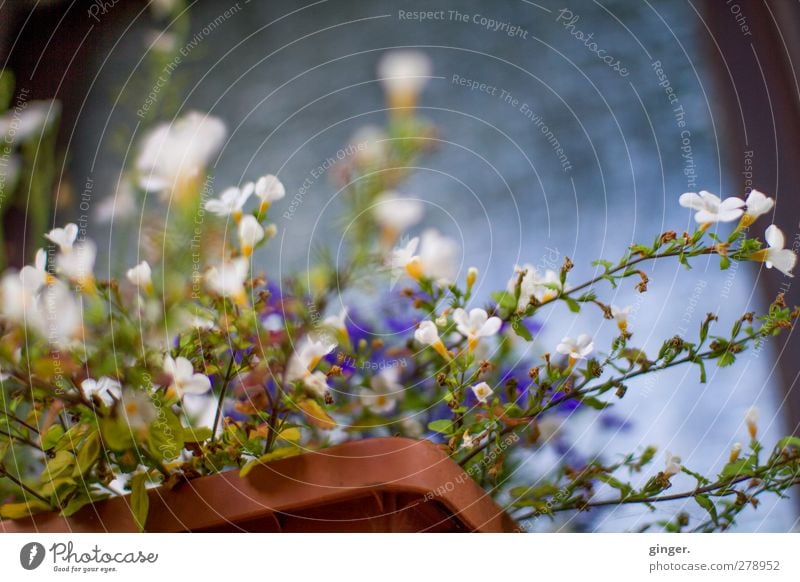 Back from Canada - mit Blümchen aus Deutschland Umwelt Natur Pflanze Sommer Blume Topfpflanze Blühend Wachstum Blüte Blumenkasten schön unordentlich bewachsen