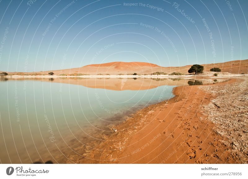 Wannenrand Umwelt Natur Landschaft Wolkenloser Himmel Baum See Wüste blau rot Salzsee Ferne Menschenleer Einsamkeit Leben Oase Seeufer Sand Düne Stranddüne