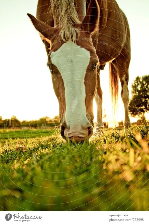 The golden horse Umwelt Natur Landschaft Sommer Schönes Wetter Gras Wiese Feld Tier Nutztier Pferd 1 Fressen sportlich braun gelb Pferdekopf Reitsport