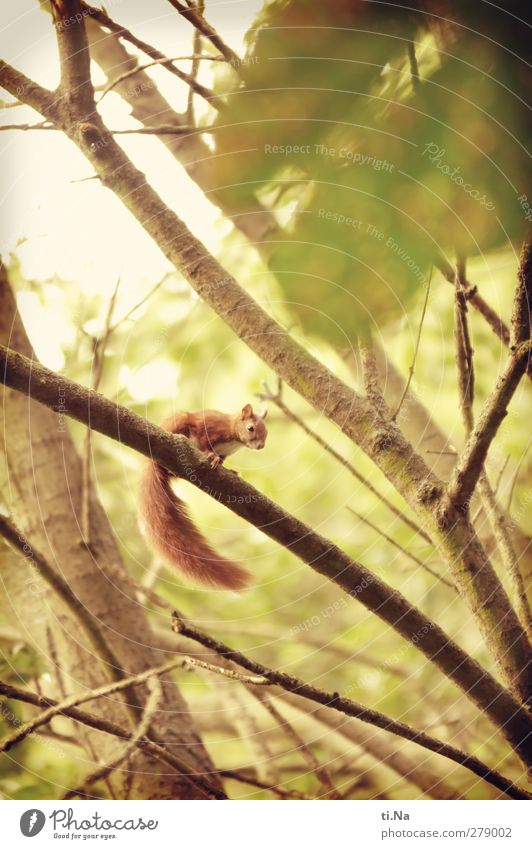 kleiner Beobachter Natur Sommer Garten Park Wildtier Eichhörnchen 1 Tier Tierjunges beobachten warten schön wild gelb gold grün rot Tierschutz Klettern