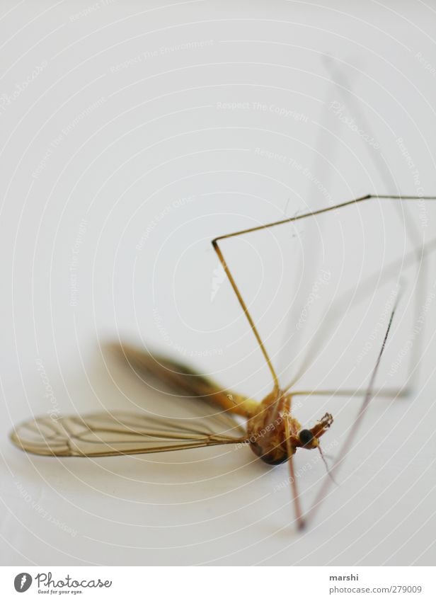 Hitzetod Tier Totes Tier Fliege 1 braun Tod Schnake Flügel Beine Insekt Ekel Farbfoto Innenaufnahme Nahaufnahme Detailaufnahme Makroaufnahme