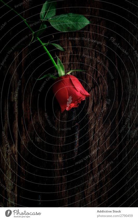 rote Rosen mit dunklem Hintergrund rosa Blume regenarm Hintergrundbild dunkel Postkarte Blütenblatt Valentinsgruß Jahrestag Feste & Feiern Liebe Romantik