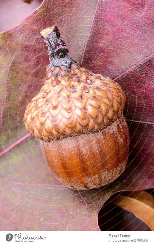 Makro der Eichel Natur Herbst Blatt Wald hell gelb gold grün rot Farbe Eicheln farbenfroh trocknen fallen Oktober orange Jahreszeiten September Konsistenz