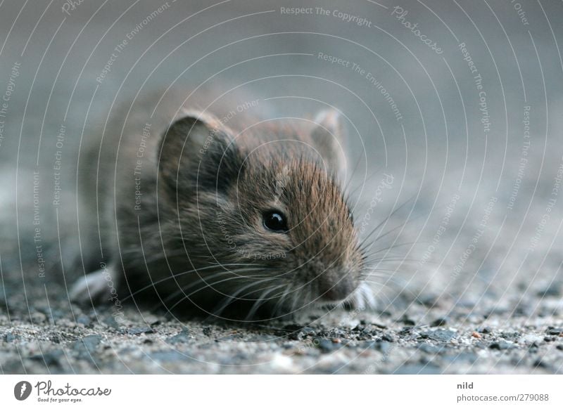 mausgrau Umwelt Natur Tier Wildtier Maus 1 Stein Beton klein niedlich braun achtsam Interesse Angst Auge Kinderaugen Ohr Schnauze Kopf winzig Schnurrhaar