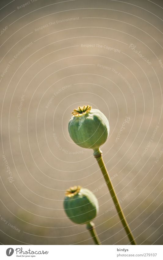 Rauschkugeln Sommer Pflanze Schlafmohn Fruchtstand Samen ästhetisch authentisch natürlich rund grau grün Natur Rauschmittel Lebensmittel reif 2 Farbfoto