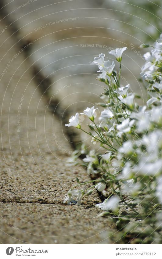 Spaziergang..... Umwelt Natur Pflanze Sommer Schönes Wetter Blume Blatt Blüte Grünpflanze Wildpflanze Stein Duft dünn authentisch einfach natürlich Wärme wild