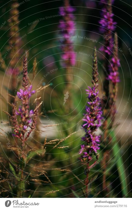 abends. Natur Pflanze Sonnenaufgang Sonnenuntergang Sommer Blume Blüte Blutweiderich Wasserpflanze Teichrandpflanze Garten Blühend natürlich schön grün violett