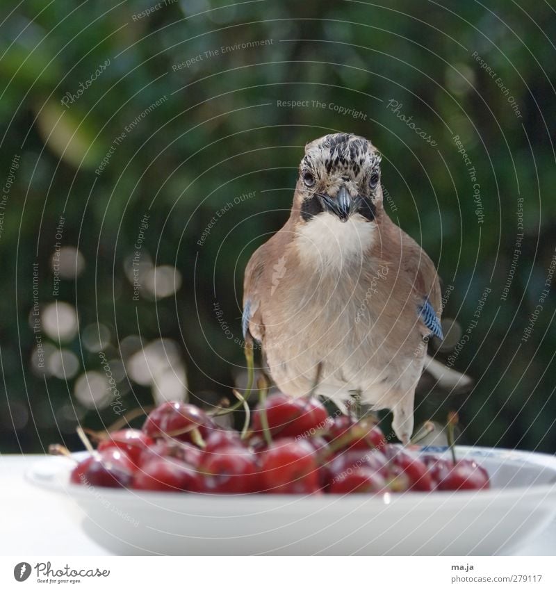 Kirschenkosten Lebensmittel Frucht Wildtier Vogel Eichelhäher 1 Tier Kunststoff beobachten sitzen frei lecker Neugier blau braun grün rot weiß Farbfoto