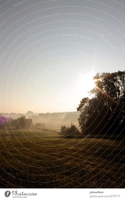 ...hat Gold im Mund ruhig Freiheit Sonne Landschaft Wolkenloser Himmel Sonnenaufgang Sonnenuntergang Sonnenlicht Schönes Wetter Nebel Baum Gras Wiese Feld