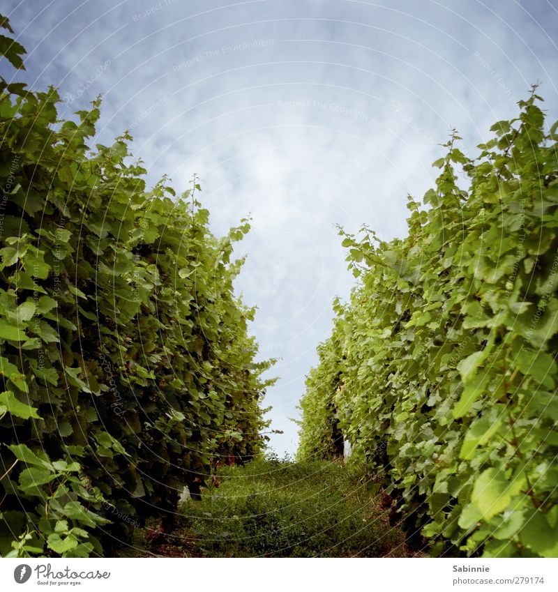 Fränkischer Weinberg #03 Umwelt Natur Landschaft Erde Himmel Wolken Sonne Sommer Klima Schönes Wetter Pflanze Nutzpflanze Ordnung anpflanzen Wege & Pfade Feld