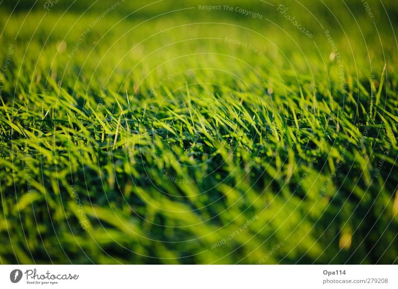 Green Fields Umwelt Natur Landschaft Pflanze Tier Sommer Wetter Schönes Wetter Gras Grünpflanze Garten Park Wiese Feld Erholung Unendlichkeit gelb grün Fernweh