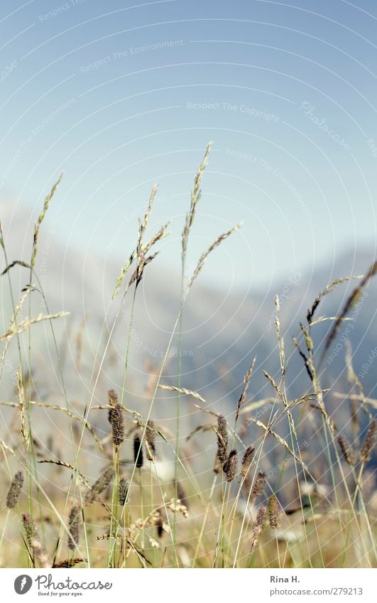 die Seele baumeln lassen Himmel Sommer Schönes Wetter Gras Wiese Alpen Berge u. Gebirge Erholung natürlich Zufriedenheit Lebensfreude Farbfoto Außenaufnahme