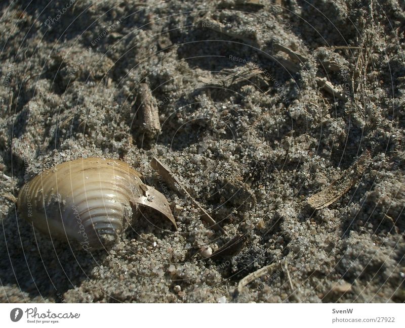 Muschel am Strand Sand