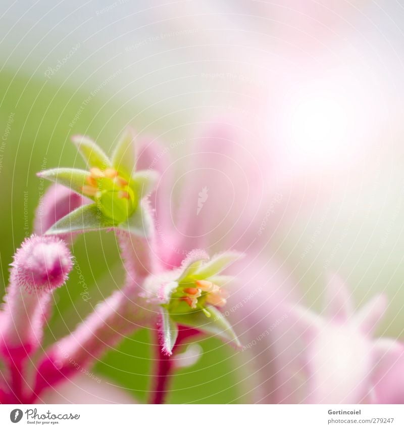 Rosa Natur Pflanze Frühling Sommer Blume Blüte exotisch schön Botanischer Garten Dekoration & Verzierung Blütenpflanze Farbfoto Nahaufnahme Detailaufnahme