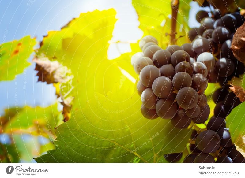 Fränkischer Weinberg #04 Umwelt Natur Landschaft Himmel Sonne Sommer Klima Schönes Wetter Pflanze Nutzpflanze Weintrauben Weinblatt Feld saftig blau gelb grün